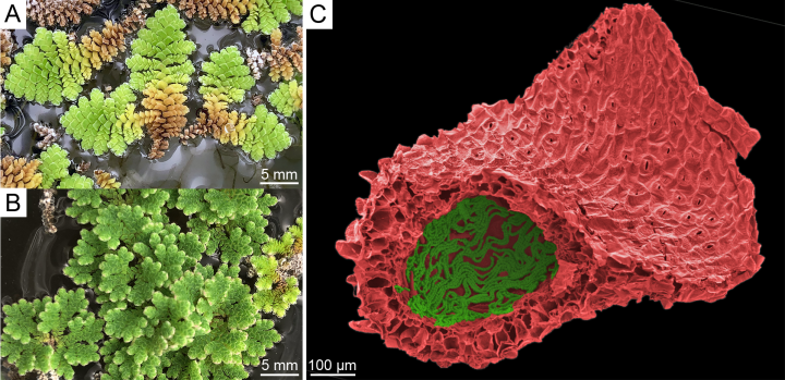 Left, photos of two different ferns, with fractal-like leaves. Right, an SEM image of a leaf colored red and with a green circle indicating a large leaf pocket.